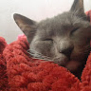 Meet your Posher, Joyz